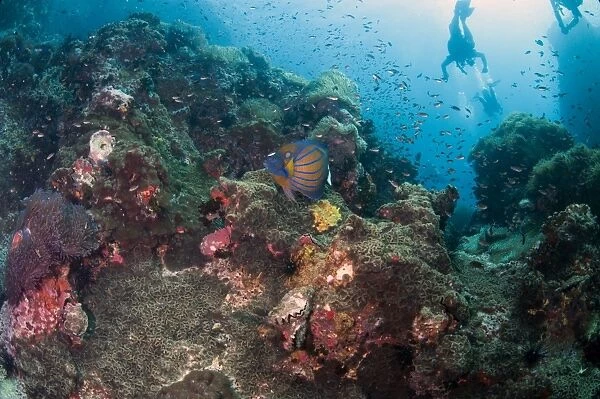 Reef scene with blue angelfish (Pomacanthus annularis), Thailand, Southeast Asia, Asia