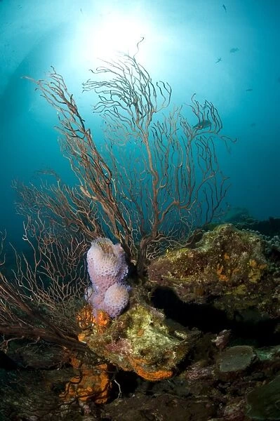 Reef scene with fan coral and vase sponge, St. Lucia, West Indies, Caribbean, Central America