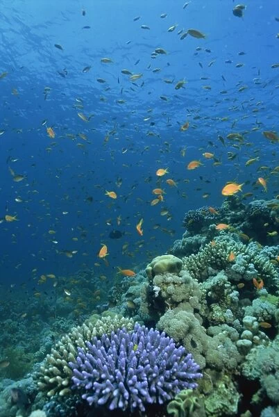 Reef scene with fish and coral, Red Sea, Egypt, North Africa, Africa