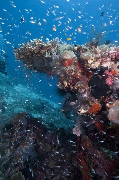 Reef scene, Komodo, Indonesia, Southeast Asia, Asia