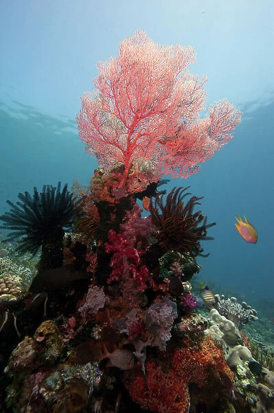 Reef scene with sea fan, Komodo, Indonesia, Southeast Asia, Asia