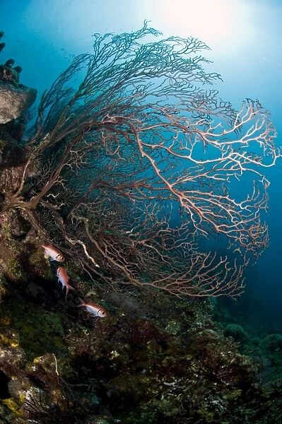 Reef scene with sea fan, St. Lucia, West Indies, Caribbean, Central America