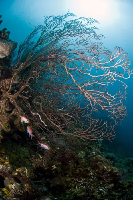 Framed Print : Reef scene with sea fan, St. Lucia, West Indies, Caribbean, Central America Framed Print : Reef scene with sea fan, St. Lucia, West Indies, Caribbean, Central America
