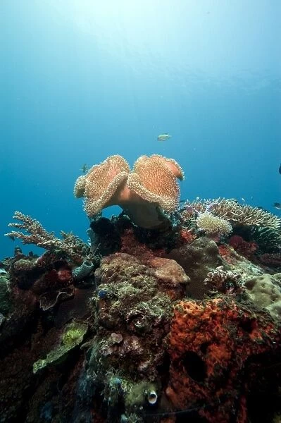 Reef scene with soft coral, Komodo, Indonesia, Southeast Asia, Asia