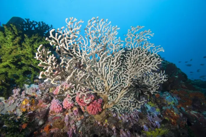 Framed Print : Reef scene, Sulawesi, Indonesia, Southeast Asia, Asia Framed Print : Reef scene, Sulawesi, Indonesia, Southeast Asia, Asia