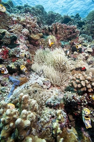 Reef scene, Sulawesi, Indonesia, Southeast Asia, Asia