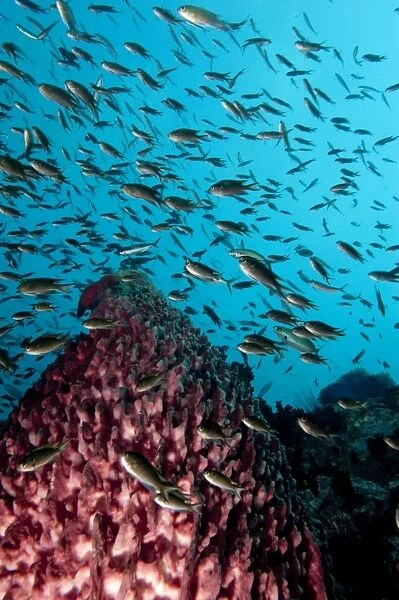 Reef scene with vase sponge and school of fish, Thailand, Southeast Asia, Asia