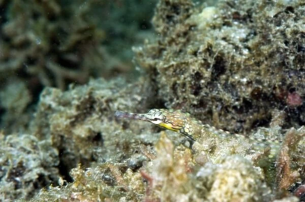 Reeftop pipefish (Corythoichthys haematopterus), grows to 18cm, Indo-west Pacific waters, Philippines, Southeast Asia, Asia