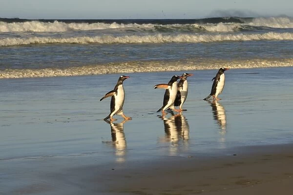Reflected gentoo penguins (Pygoscelis papua) emerge from the sea, The Neck, Saunders Island, Falkland Islands, South America