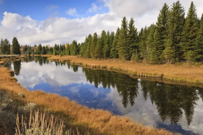 Framed Print : Reflected pines at Schwabachers Landing, Grand Teton National Park, Wyoming, United States of America, North America Framed Print : Reflected pines at Schwabachers Landing, Grand Teton National Park, Wyoming, United States of America, North America