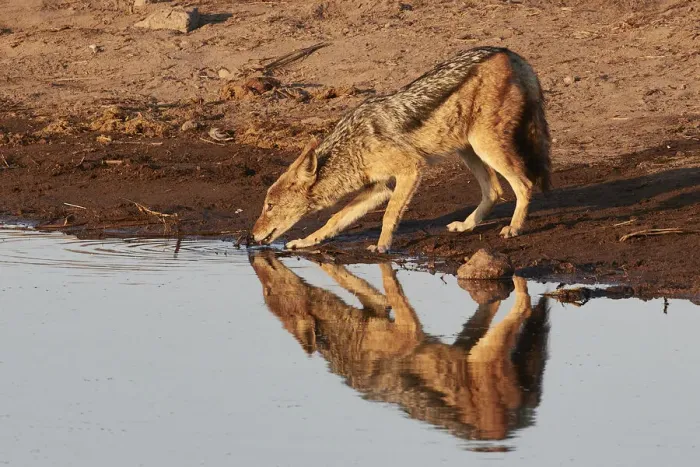Framed Print : Reflection of a jackal (Canis lupaster) drinking in a waterhole at sunrise Framed Print : Reflection of a jackal (Canis lupaster) drinking in a waterhole at sunrise