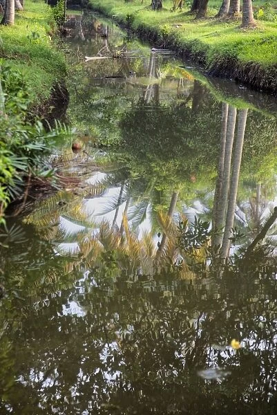 Reflection of palm trees in the still Kerala Backwaters, Kerala, India, Asia