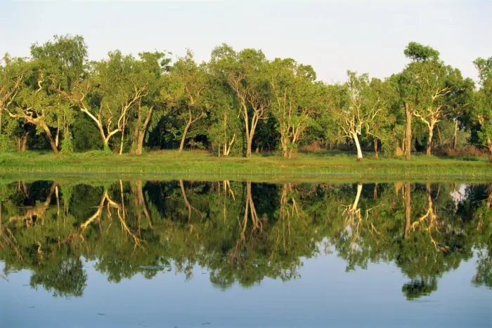 Framed Print : Reflections of eucalyptus (gum) trees on Annaburroo Billabong near the Arnhem Highway at the Mary River Crossing in the Northern Territory Framed Print : Reflections of eucalyptus (gum) trees on Annaburroo Billabong near the Arnhem Highway at the Mary River Crossing in the Northern Territory