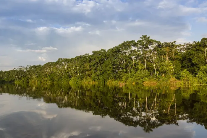 Framed Print : Reflections of the riverbank on Yanayacu Lake, Rio Pacaya, Pacaya-Samiria Reserve Framed Print : Reflections of the riverbank on Yanayacu Lake, Rio Pacaya, Pacaya-Samiria Reserve