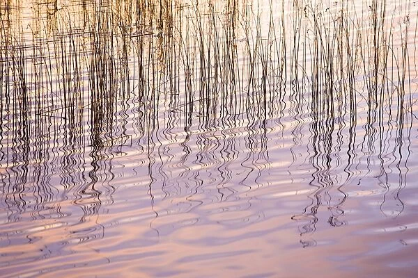 Reflections of sky and reeds in Loch Nan Dailthean at sunrise, near Tournaig