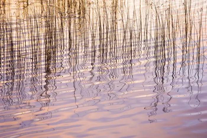 Framed Print : Reflections of sky and reeds in Loch Nan Dailthean at sunrise, near Tournaig Framed Print : Reflections of sky and reeds in Loch Nan Dailthean at sunrise, near Tournaig