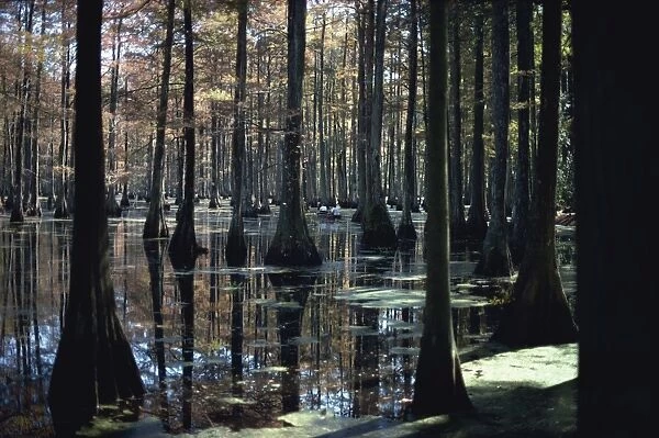 Reflections of trunks in the Cypress swamp in Cypress Gardens