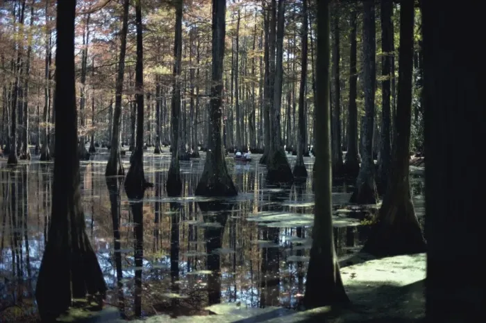 Framed Print : Reflections of trunks in the Cypress swamp in Cypress Gardens Framed Print : Reflections of trunks in the Cypress swamp in Cypress Gardens