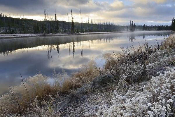 Regenerating trees reflected in a frosty and misty Lewis River, Yellowstone National Park, UNESCO World Heritage Site, Wyoming, United States of America, North America