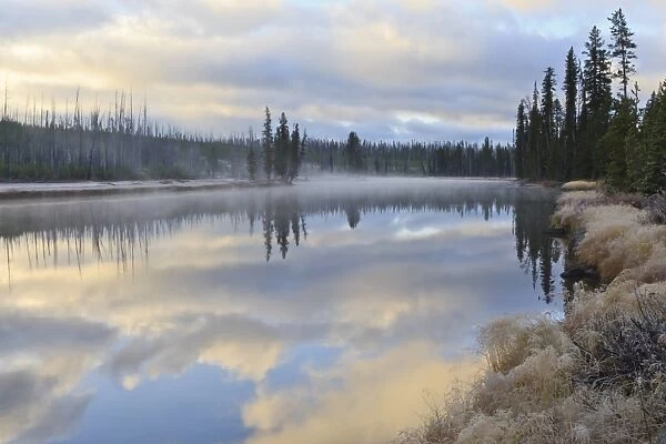 Regenerating trees reflected in a frosty and misty Lewis River at dawn, Yellowstone National Park, UNESCO World Heritage Site, Wyoming, United States of America, North America