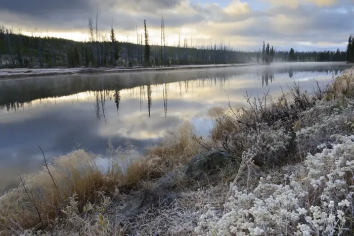 Framed Print : Regenerating trees reflected in a frosty and misty Lewis River, Yellowstone National Park, UNESCO World Heritage Site, Wyoming, United States of America, North America Framed Print : Regenerating trees reflected in a frosty and misty Lewis River, Yellowstone National Park, UNESCO World Heritage Site, Wyoming, United States of America, North America