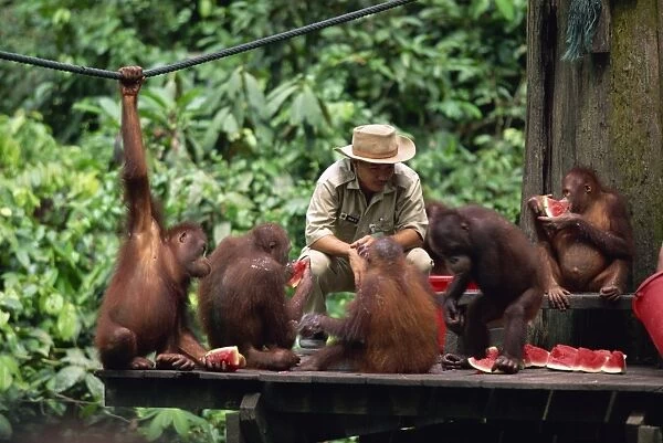 Rehabilitated orang-utans from the forest feed at Sepilok