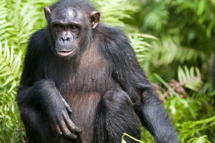 Framed Print : Rehabilitated orphaned chimpanzee (Pan troglodytes) released back into natural habitat, Parc de la Lekedi, Haut-Ogooue, Gabon, Africa