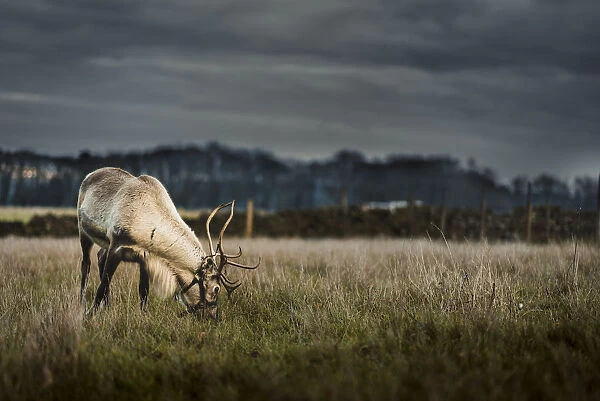 A reindeer eating grass on the outskirts of the Peak District, South Yorkshire, Yorkshire