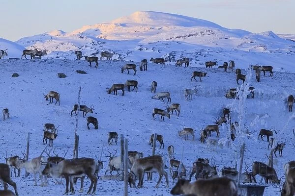 Reindeer grazing, Riskgransen, Norbottens Ian, Lapland, Sweden, Scandinavia, Europe