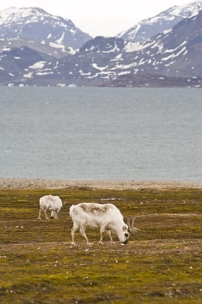 Reindeer at Ny Alesund, Svalbard Archipelago, Norway, Arctic, Scandinavia, Europe