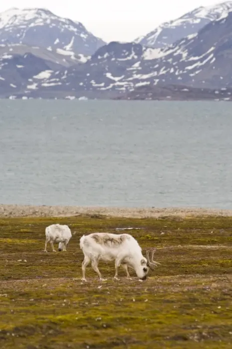 Framed Print : Reindeer at Ny Alesund, Svalbard Archipelago, Norway, Arctic, Scandinavia, Europe Framed Print : Reindeer at Ny Alesund, Svalbard Archipelago, Norway, Arctic, Scandinavia, Europe