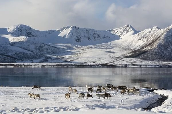 Reindeer (Rangifer tarandus), near Fornes, Vesteralen Islands, Arctic, Norway, Scandinavia