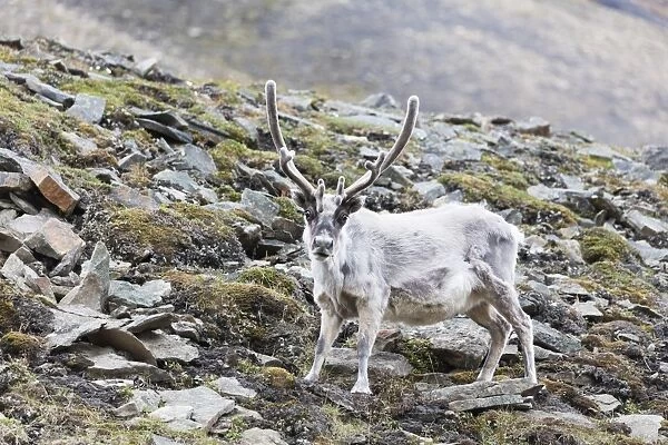 Reindeer (Rangifer tarandus), Spitsbergen, Svalbard, Arctic, Norway, Europe