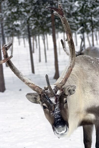 Reindeer Safari, Jukkasjarvi, Sweden, Scandinavia, Europe