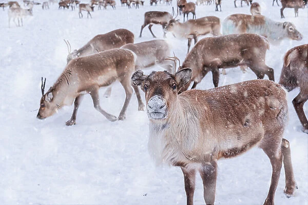 Reindeer in the white landscape under snowfall, Swedish Lapland, Sweden, Scandinavia, Europe