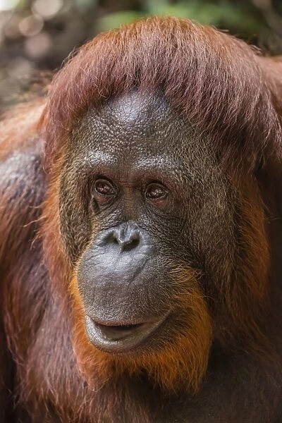 Reintroduced female orangutan (Pongo pygmaeus), Camp Leakey, Tanjung Puting National Park