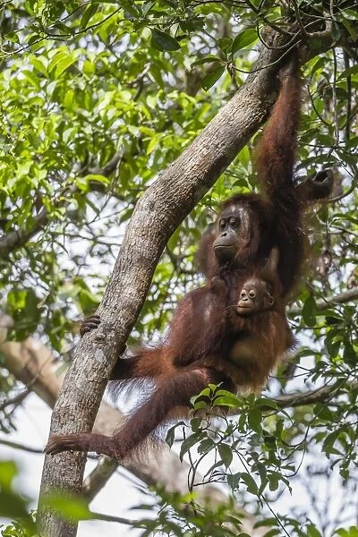 Reintroduced mother and infant orangutan (Pongo pygmaeus) in tree in Tanjung Puting National Park