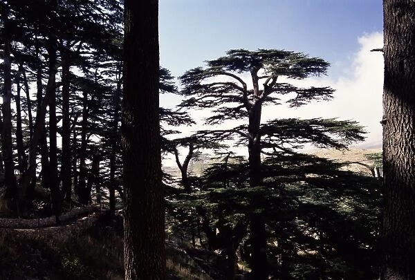 The last remaining forest of biblical cedars in Lebanon