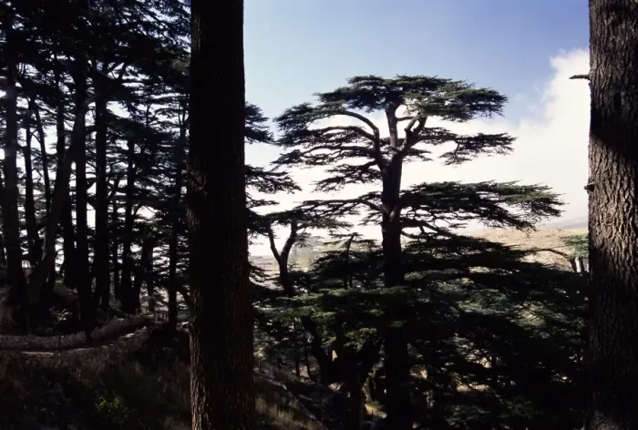 Framed Print : The last remaining forest of biblical cedars in Lebanon Framed Print : The last remaining forest of biblical cedars in Lebanon