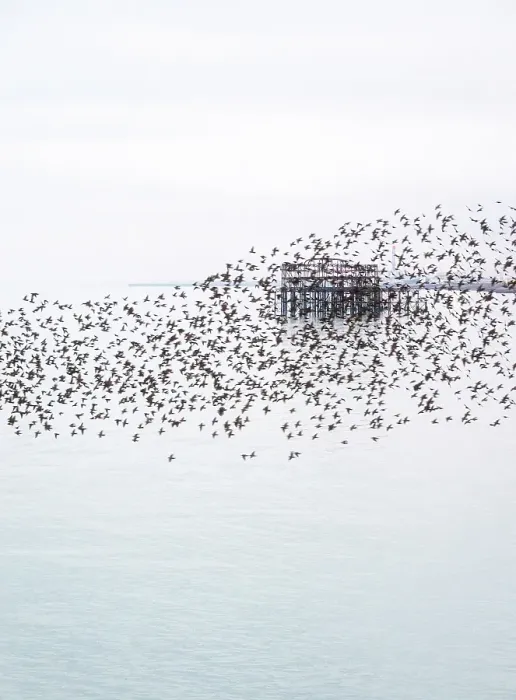 Framed Print : The remains of the West Pier as seen through the starling murmuration at sunset, Brighton and Hove, East Sussex, England, United Kingdom Framed Print : The remains of the West Pier as seen through the starling murmuration at sunset, Brighton and Hove, East Sussex, England, United Kingdom