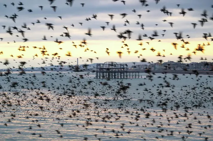 Framed Print : The remains of the West Pier as seen through the starling murmuration at sunset, City of Brighton and Hove, East Sussex, England, United Kingdom Framed Print : The remains of the West Pier as seen through the starling murmuration at sunset, City of Brighton and Hove, East Sussex, England, United Kingdom