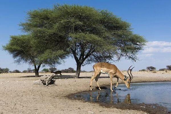 Remote camera image of an impala (Aepyceros melampus) drinking at waterhole, Botswana