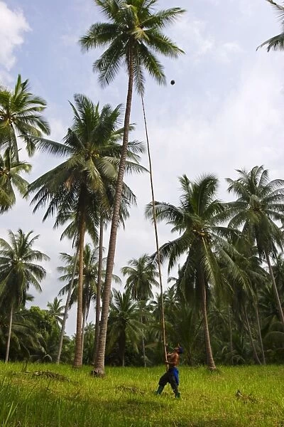 Removing coconuts using a bamboo pole