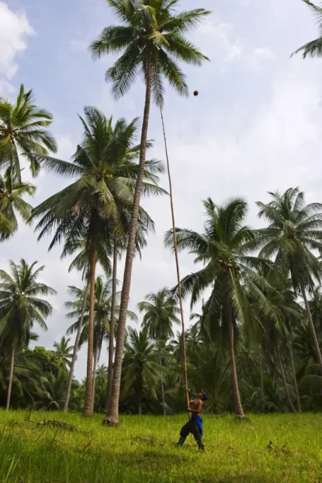 Framed Print : Removing coconuts using a bamboo pole Framed Print : Removing coconuts using a bamboo pole