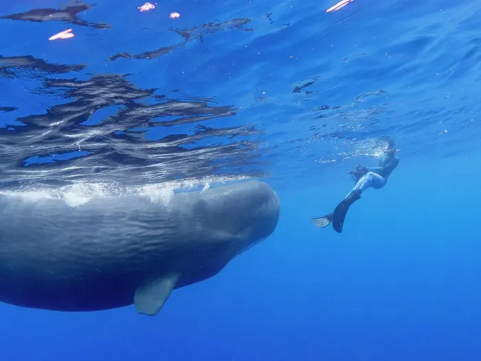 Framed Print : Researcher Susan Bird swimming with a small pod of sperm whales (Physeter macrocephalus) underwater off the coast of Roseau, Dominica, Windward Islands, West Indies, Caribbean, Central America Framed Print : Researcher Susan Bird swimming with a small pod of sperm whales (Physeter macrocephalus) underwater off the coast of Roseau, Dominica, Windward Islands, West Indies, Caribbean, Central America