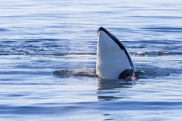 Resident killer whale, Orcinus orca, spy-hopping in Cattle Pass, San Juan Island, Washington, United States of America, North America
