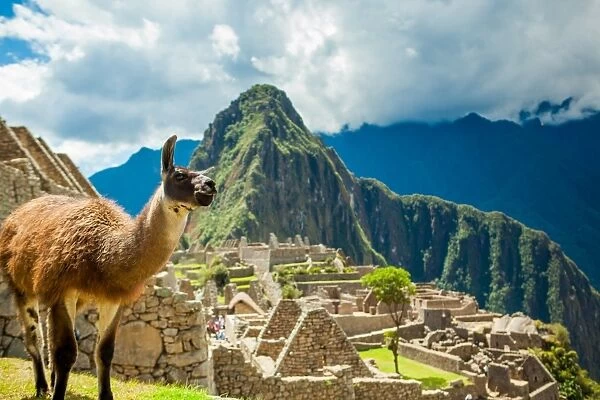 Resident llama, Machu Picchu ruins, UNESCO World Heritage Site, Peru, South America