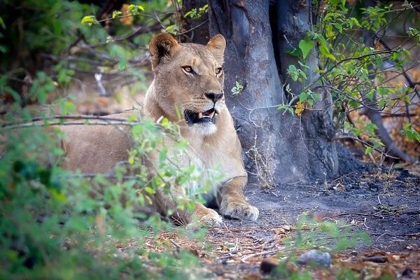Resting lion, Chobe National Park, Botswana, Africa