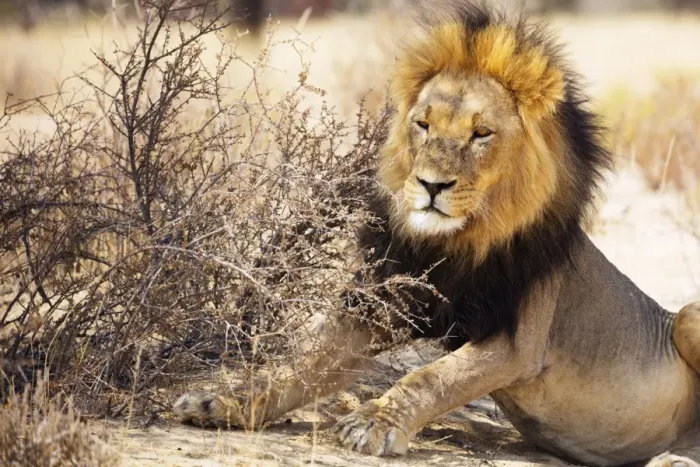 Framed Print : Resting lion (Panthera leo), Kgalagadi Transfrontier Park, Kalahari, Northern Cape Framed Print : Resting lion (Panthera leo), Kgalagadi Transfrontier Park, Kalahari, Northern Cape