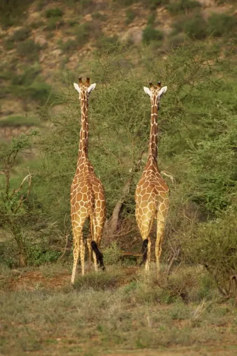 Framed Print : Reticulated giraffe Framed Print : Reticulated giraffe
